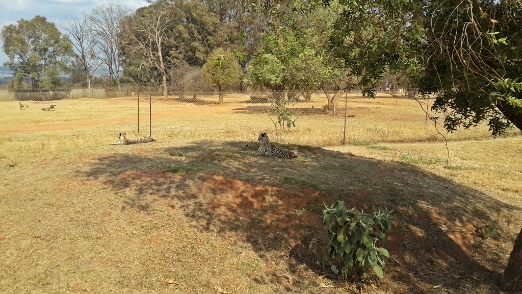 A Critique of the Anthropocentric views of Theory of Evolution, Natural Selection and&nbsp;Creationism